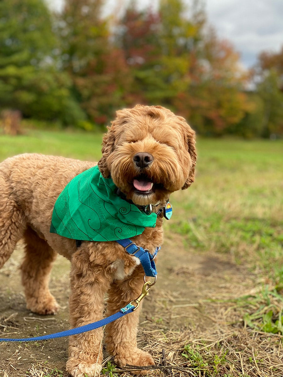 Pet-bandana-ocean-green