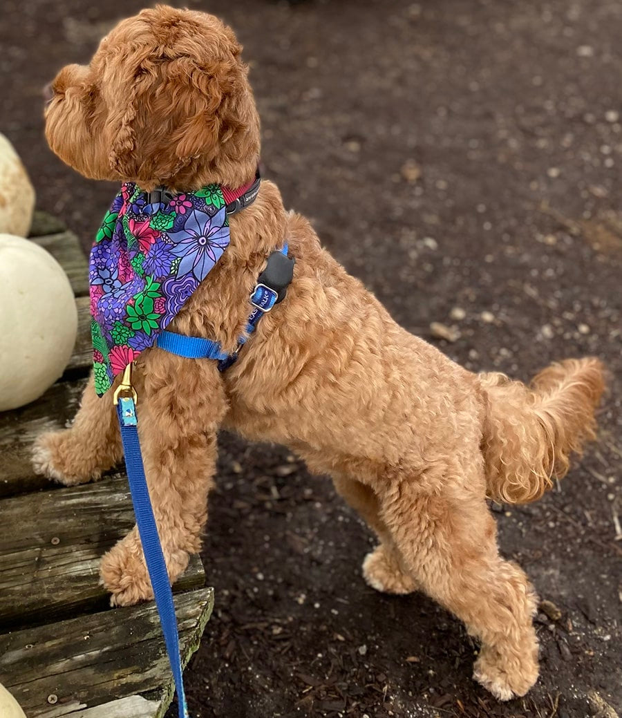 Pet-bandana-bloom-2-flowers