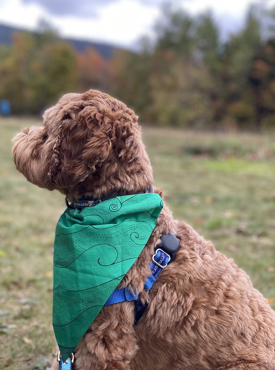 Pet-bandana-ocean-green