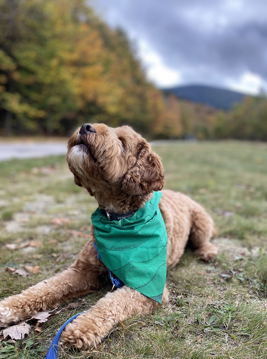 Pet-bandana-ocean-green