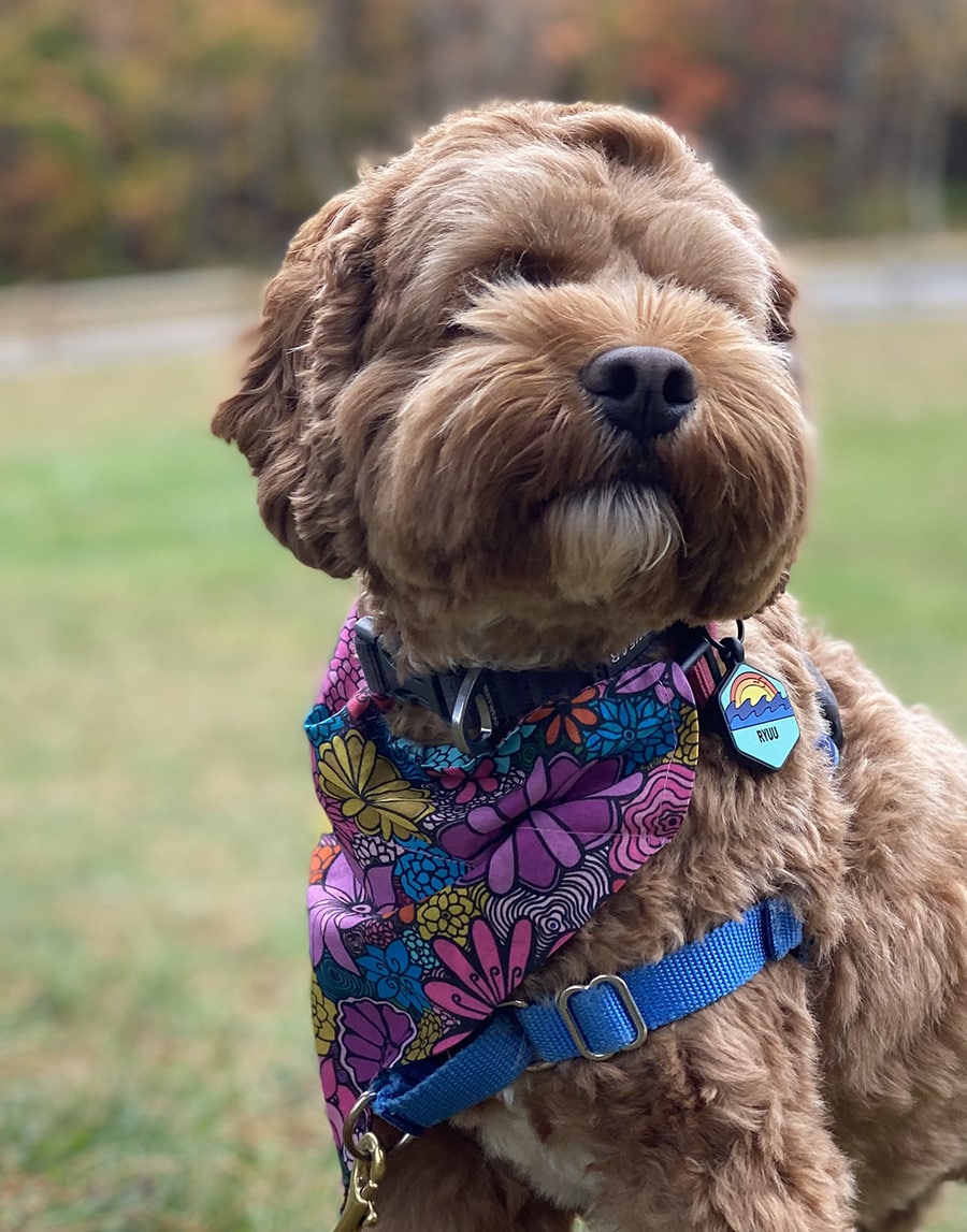 Pet-bandana-bloom-flowers