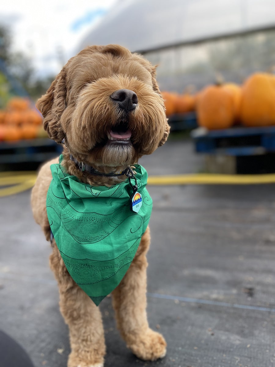 Pet-bandana-ocean-green