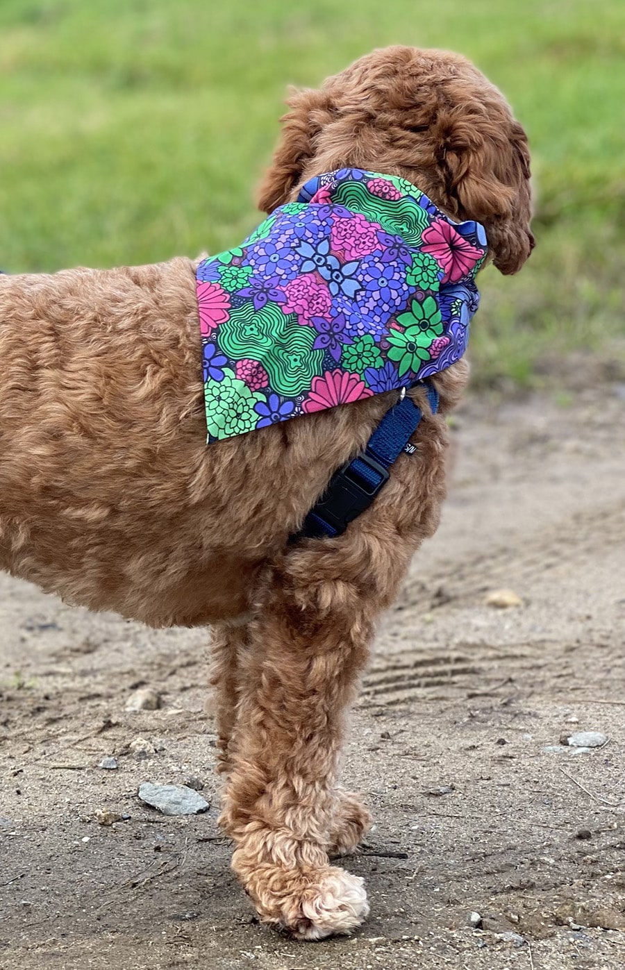 Pet-bandana-bloom-2-flowers