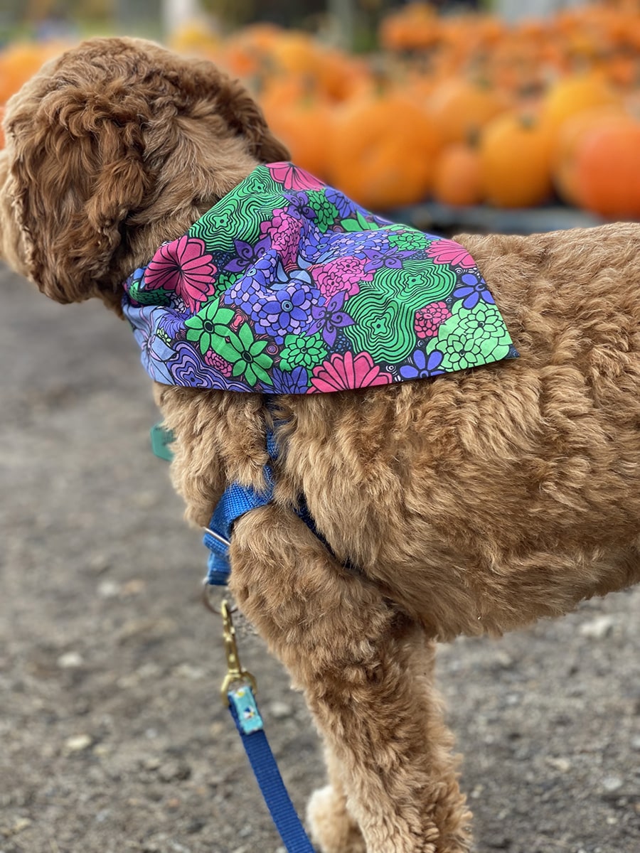 Pet-bandana-bloom-2-flowers